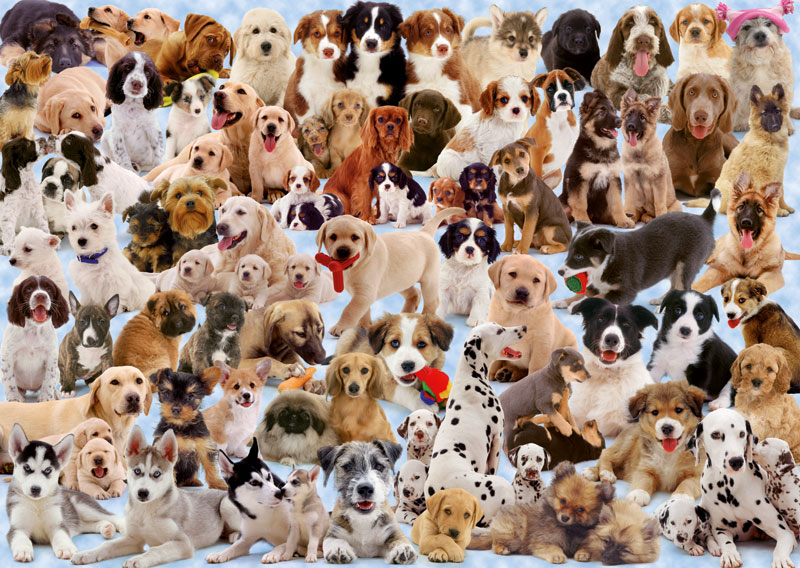 Dogs Galore! - Scratch and Dent Dogs Jigsaw Puzzle