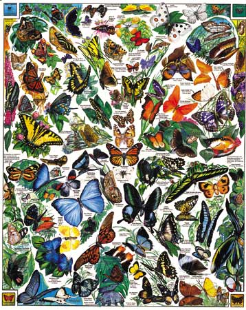 Butterflies of the World, 1000 Pieces, White Mountain | Puzzle Warehouse