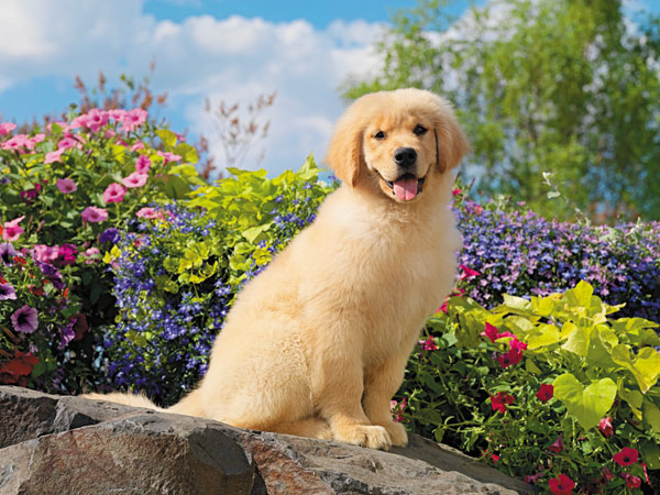 Best 500+ Golden Retriever Puppy Pictures