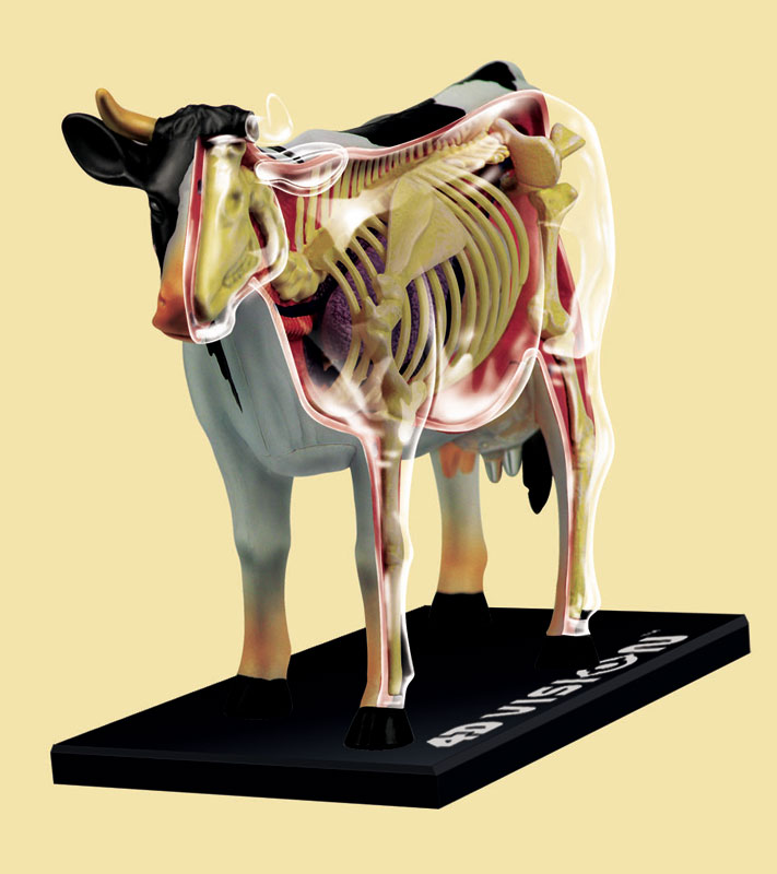 29 pieces 3D Cow Details about   *NEW* 4D Master Bitz Anatomy Series Puzzle