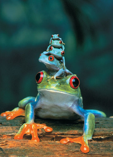 Red-Eyed Tree Frog Reptile & Amphibian Jigsaw Puzzle