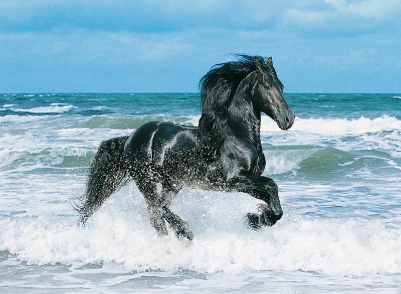 Clementoni Fresian Black Horse High Quality Jigsaw Puzzle 500 Pieces 