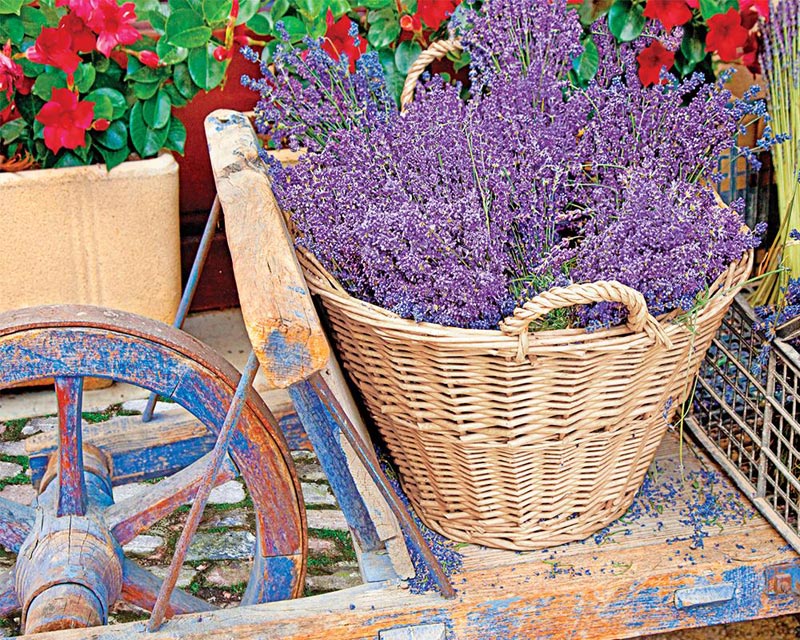 Basket of Lavender Jigsaw Puzzle