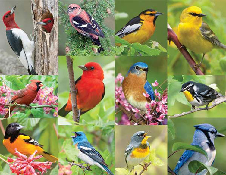 Birds of A Feather (Puzzles to Remember) - Scratch and Dent Birds Jigsaw Puzzle