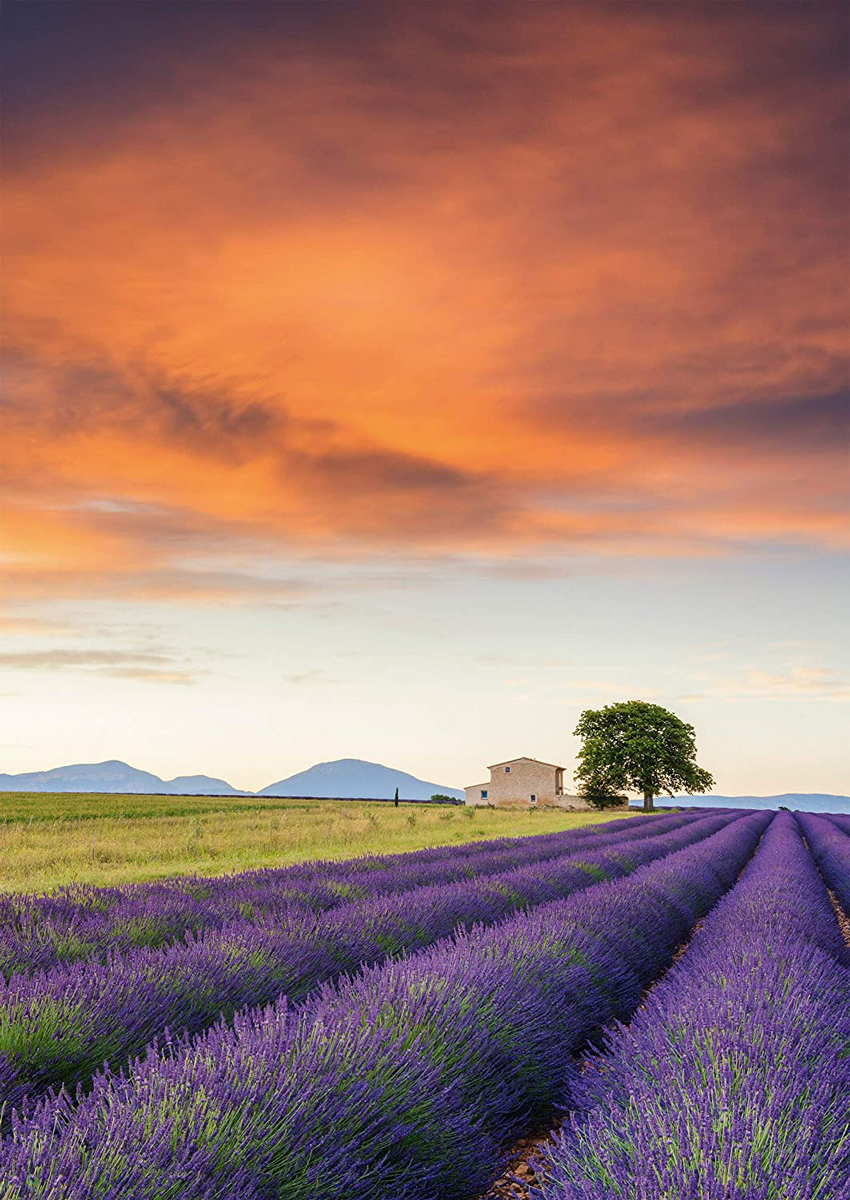 Field of Lavender, Provence Countryside Jigsaw Puzzle