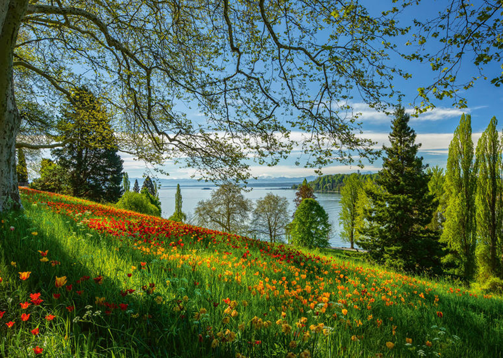 Tulips Flowering, Frühlingsallee, Mainau Island Lakes & Rivers Jigsaw Puzzle
