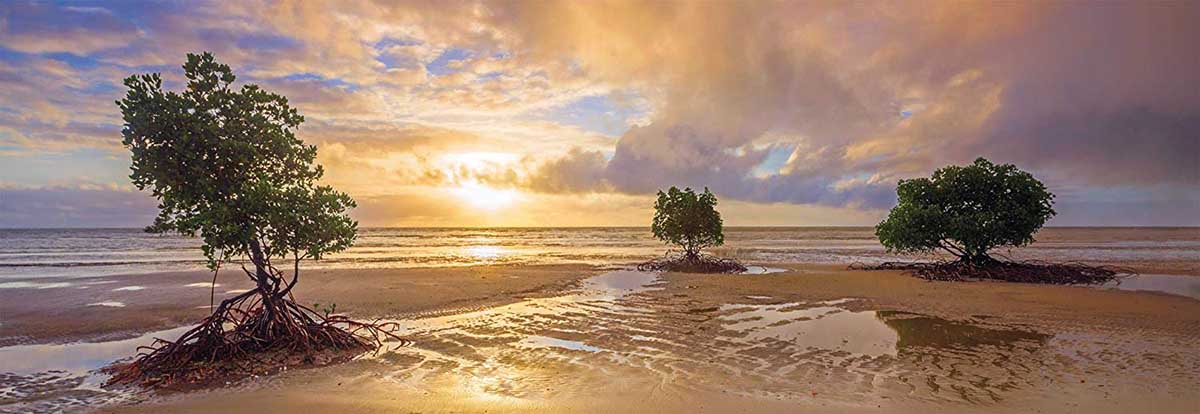 Daintree National Park Australia