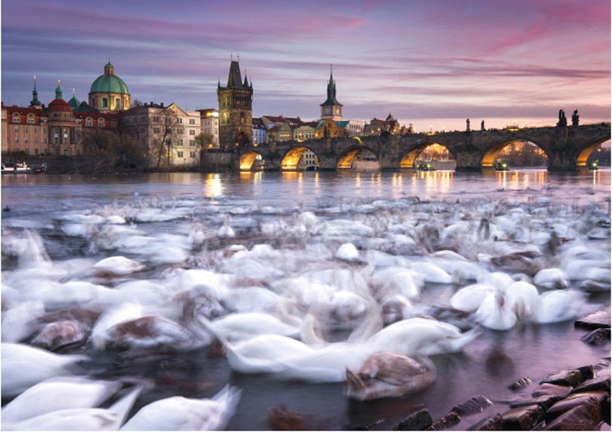 Prague: Swans Europe Jigsaw Puzzle