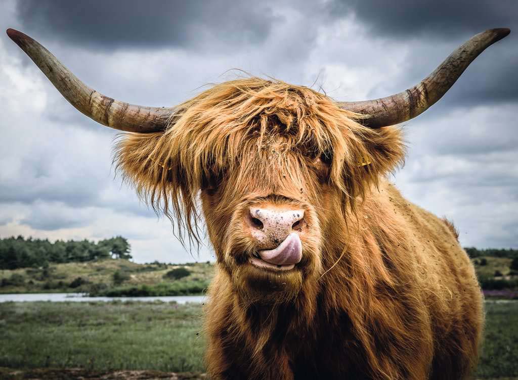 Puzzle Moments: Highland Cattle Jigsaw Puzzle