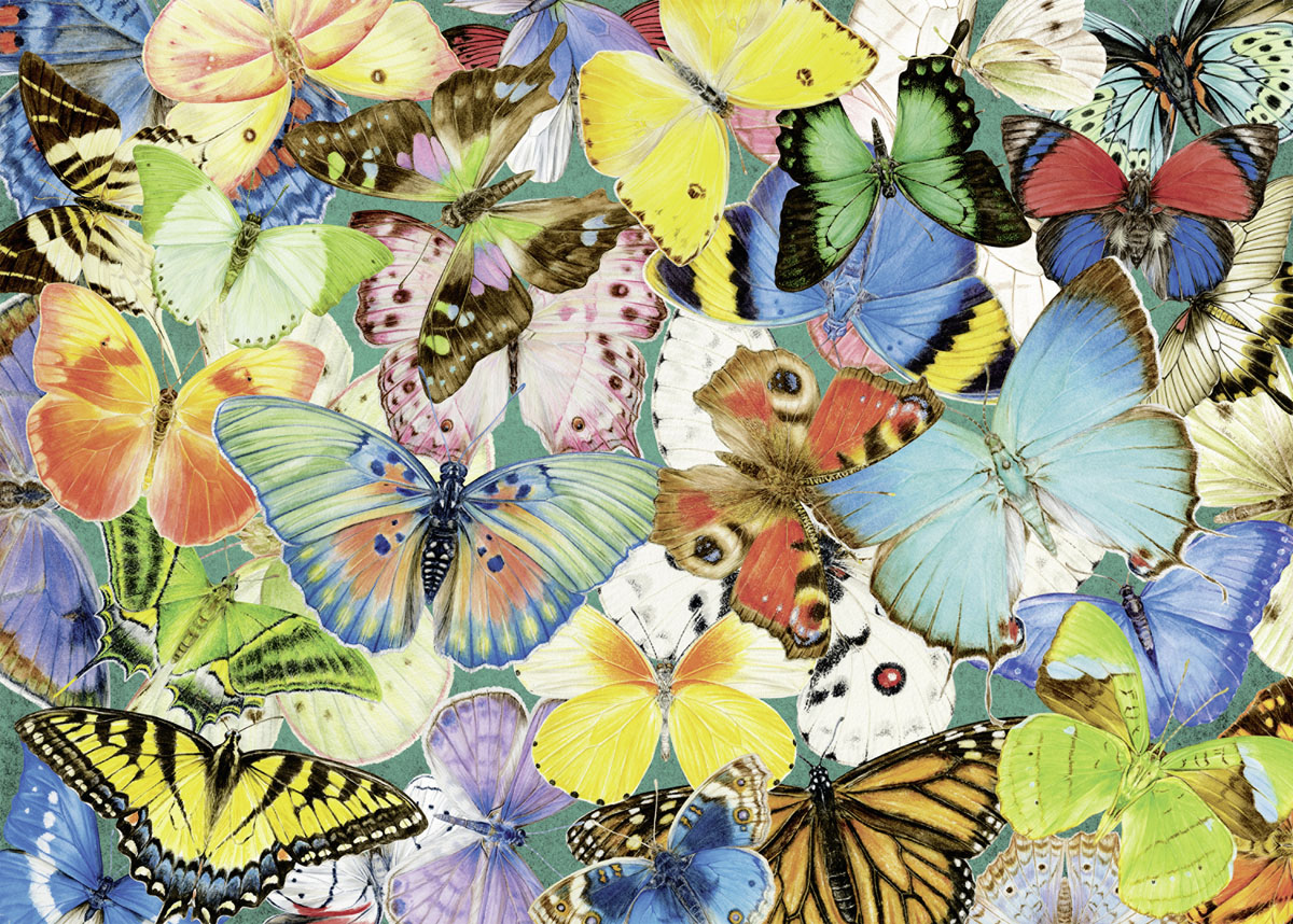 Butterflies - Scratch and Dent