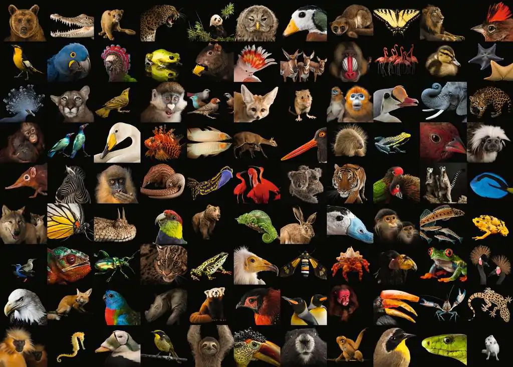 99 Beautiful Animals Animals Jigsaw Puzzle