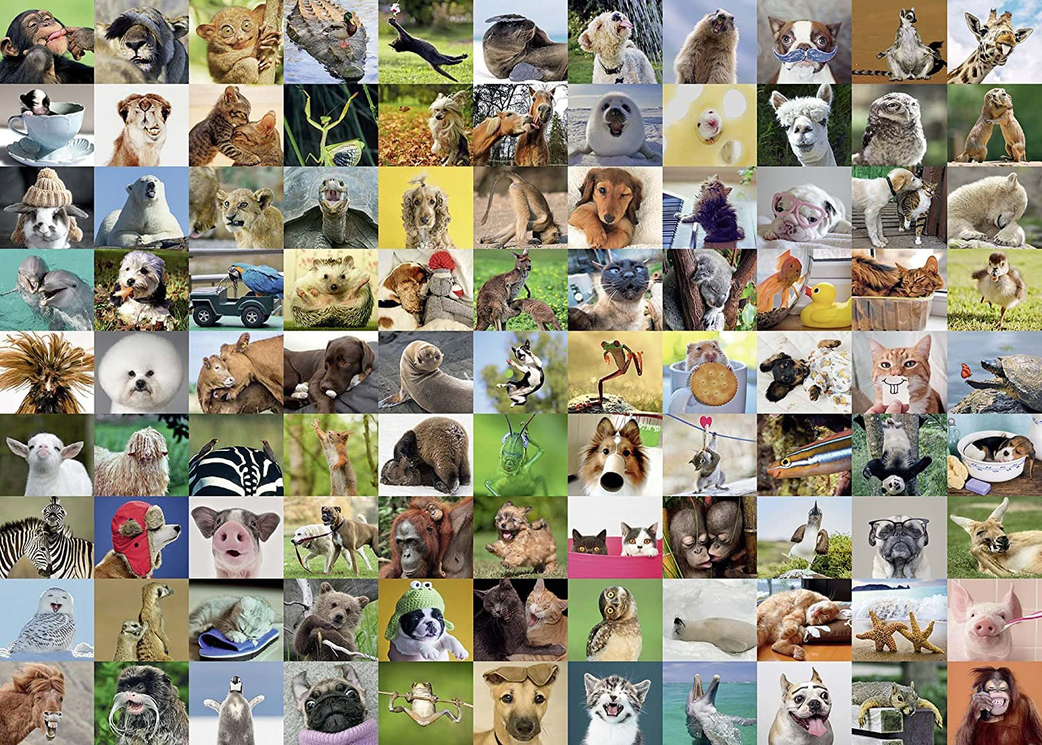 99 Funny Animals Animals Jigsaw Puzzle