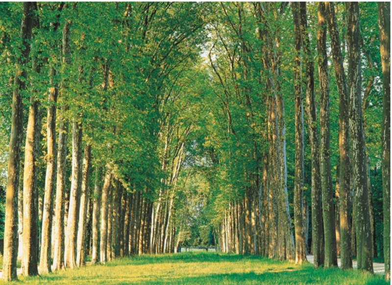 Tree-Lined Road Forest Jigsaw Puzzle