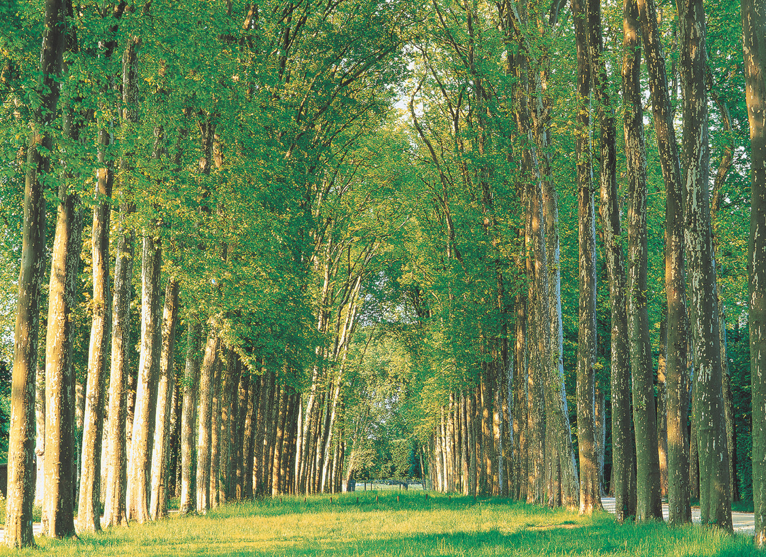 Tree-Lined Road Forest Jigsaw Puzzle