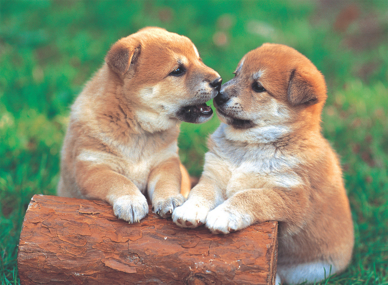 Little Pair Dogs Jigsaw Puzzle