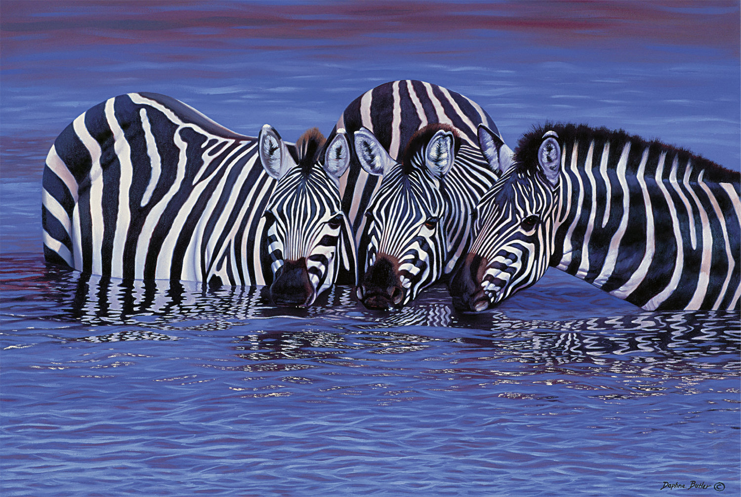 Zebras in The Water Jungle Animals Jigsaw Puzzle