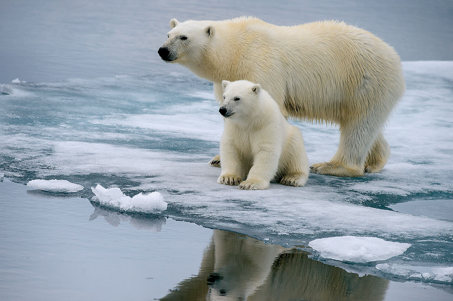 Mother and Cub Polar Bears Winter Jigsaw Puzzle