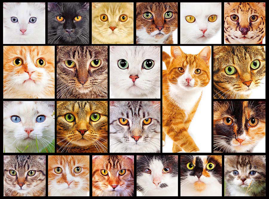 Cats (Collage Collection 1000) Jigsaw Puzzle | PuzzleWarehouse.com