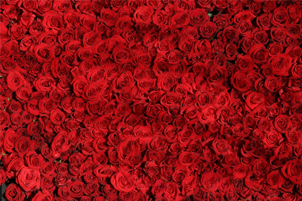 Dozens of Roses - Impuzzible No. 19 Flower & Garden Jigsaw Puzzle