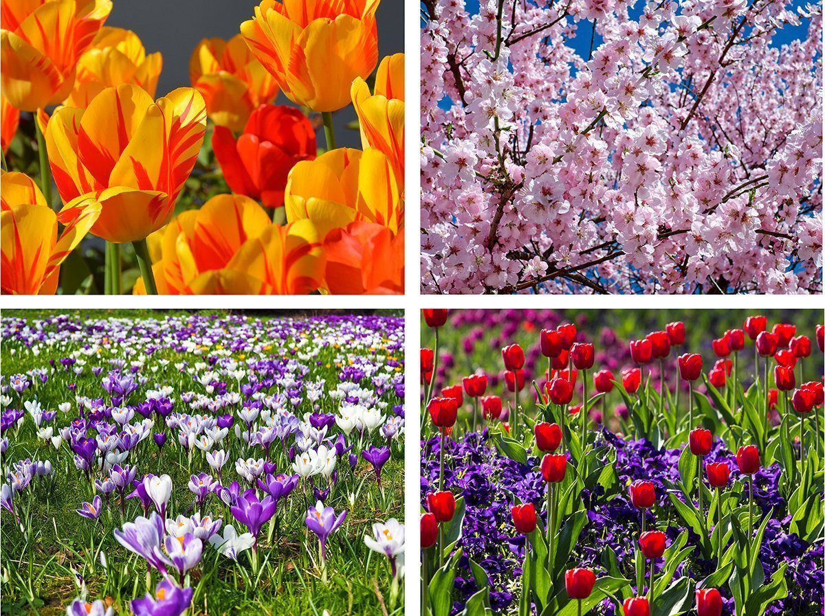 Flowers in Spring Flower & Garden Jigsaw Puzzle
