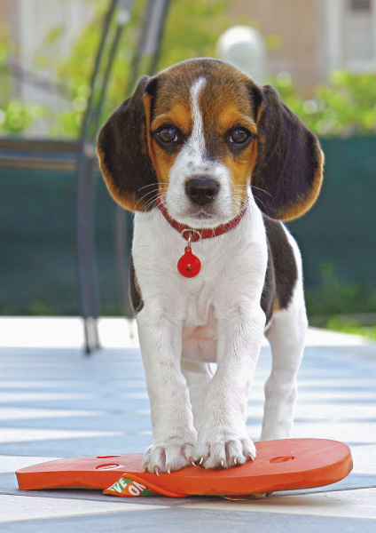 Beagle hunting dog, Beagle dog puzzle, wooden dog puzzle, dog
