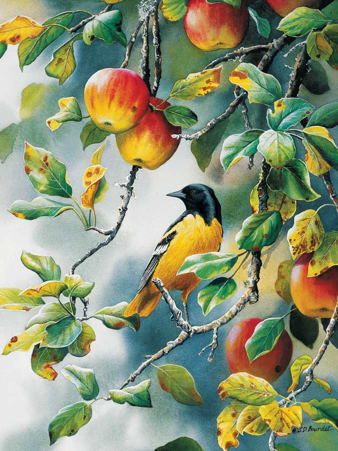 Northern Oriole, 500 Pieces, Cobble Hill | Puzzle Warehouse