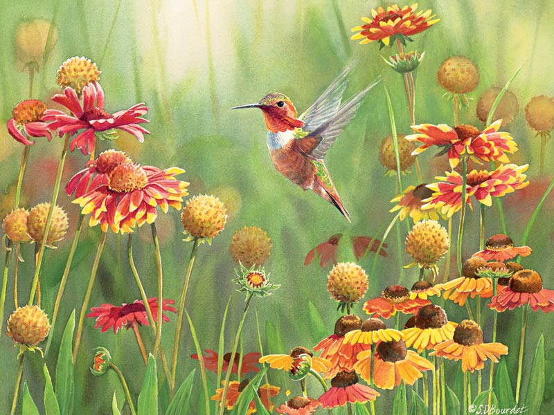 Rufous Hummingbird Birds Jigsaw Puzzle