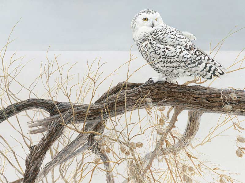 Fallen Willow Snowy Owl Birds Jigsaw Puzzle