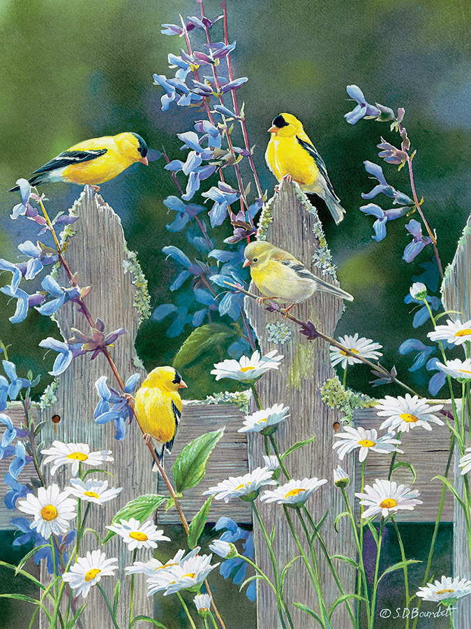 Goldfinch Quartet, 500 Pieces, Cobble Hill | Puzzle Warehouse