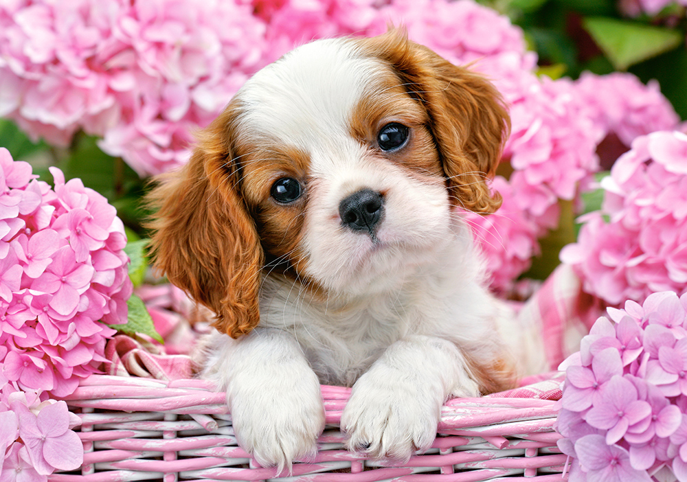 Pup in Pink Flowers Dogs Jigsaw Puzzle