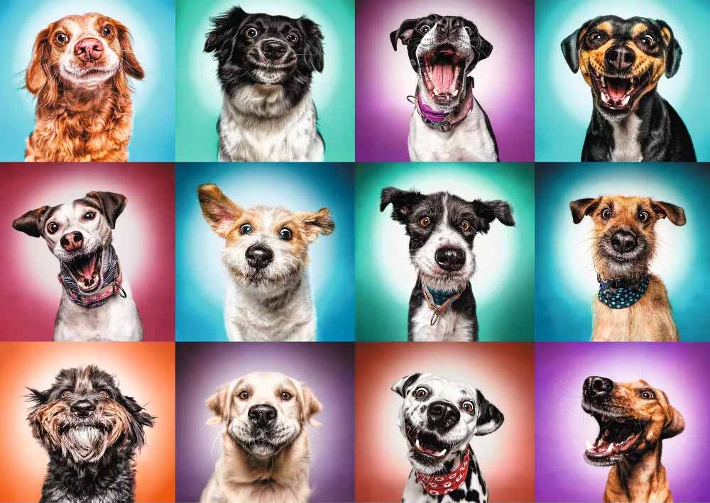Funny Dog Portraits II Dogs Jigsaw Puzzle