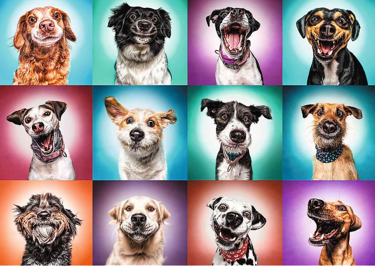 Funny Dog Portraits II, 2000 Pieces, Trefl | Puzzle Warehouse