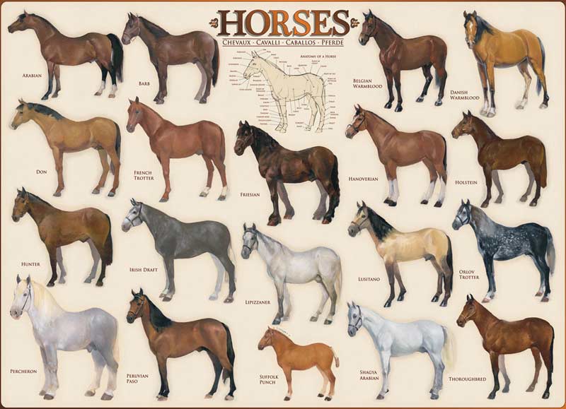 Horses - Scratch and Dent, 1000 Pieces, Eurographics | Puzzle Warehouse