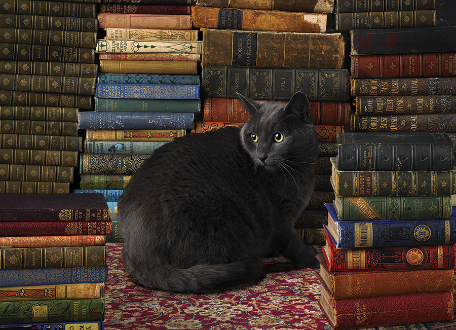 Library Cat Cats Jigsaw Puzzle