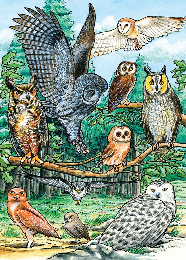 North American Owls Birds Jigsaw Puzzle