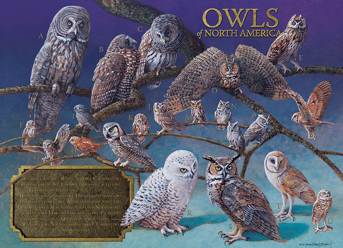 Owls Of North America 1000 Pieces Cobble Hill Puzzle Warehouse 1016