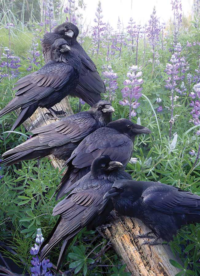 Raven Rendezvous Birds Jigsaw Puzzle