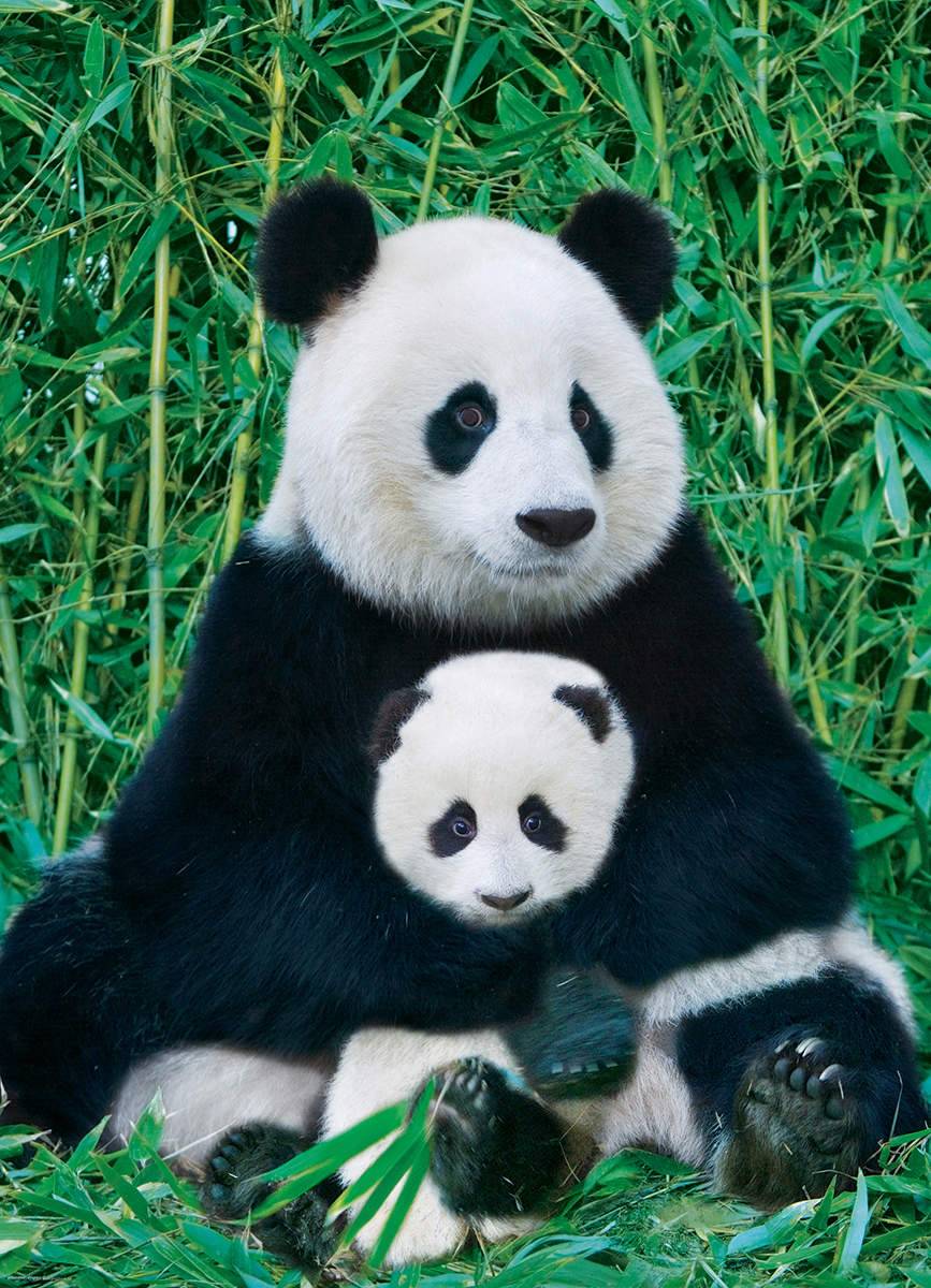 Panda and Baby Animals Jigsaw Puzzle