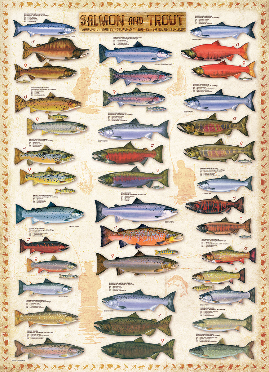 Salmon & Trout Educational Jigsaw Puzzle