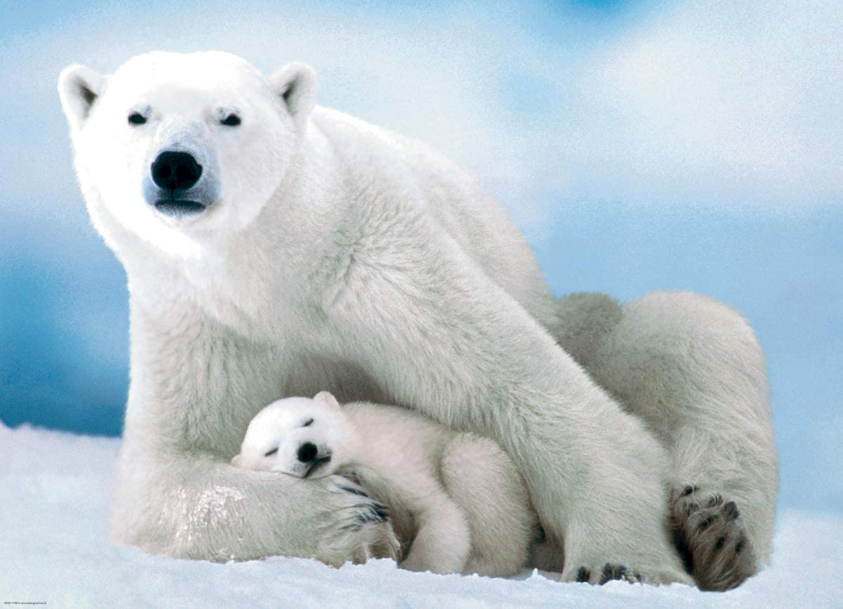 Polar Bear & Baby Bears Jigsaw Puzzle