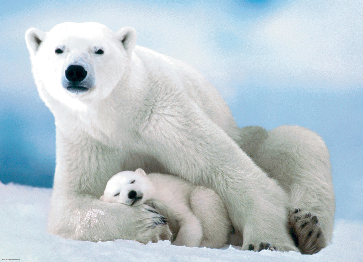 Polar Bear and Baby Bear Jigsaw Puzzle