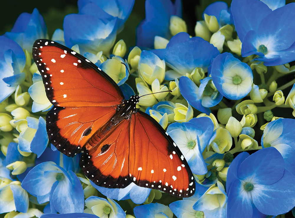 Hydrangeas & Butterfly Butterflies and Insects Jigsaw Puzzle