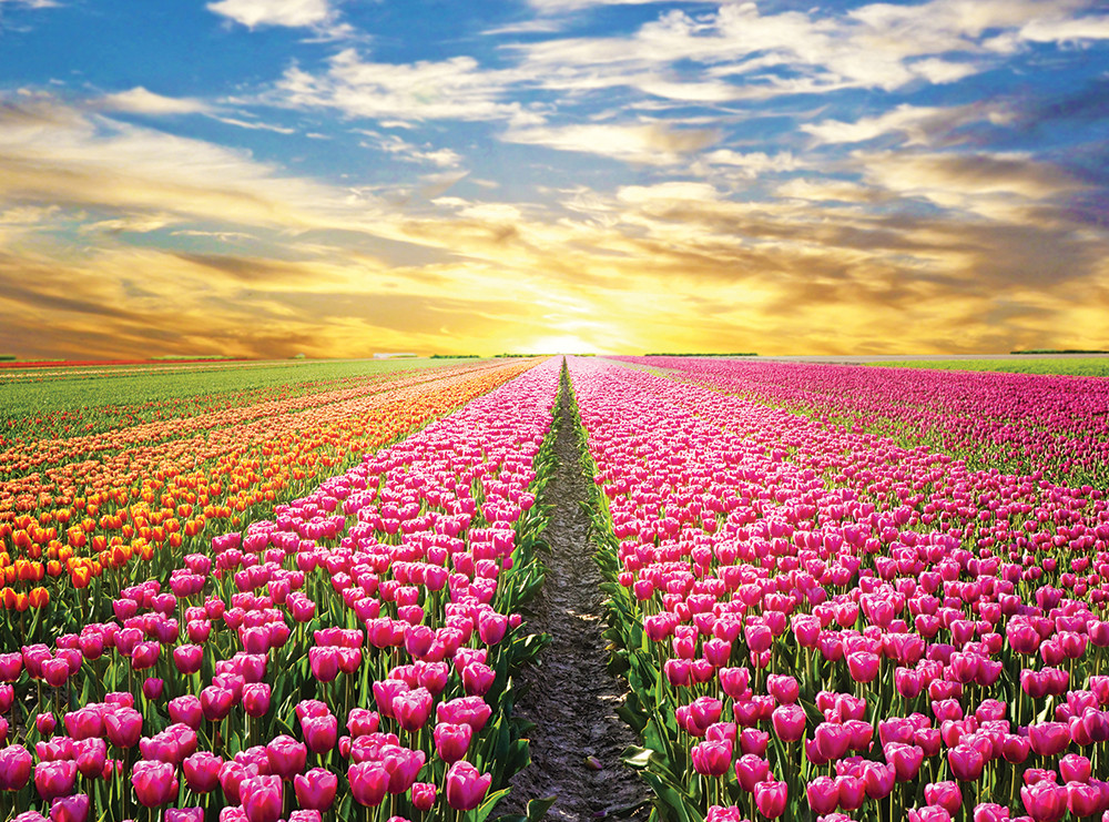Dutch Tulip Farm Flower & Garden Jigsaw Puzzle