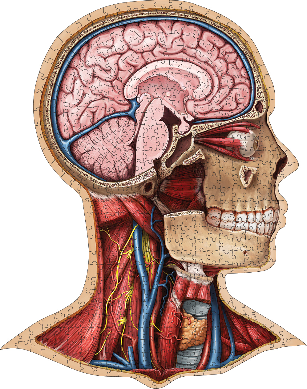 Dr. Livingston's Anatomy Jigsaw Puzzle: The Human Head Science Shaped Puzzle