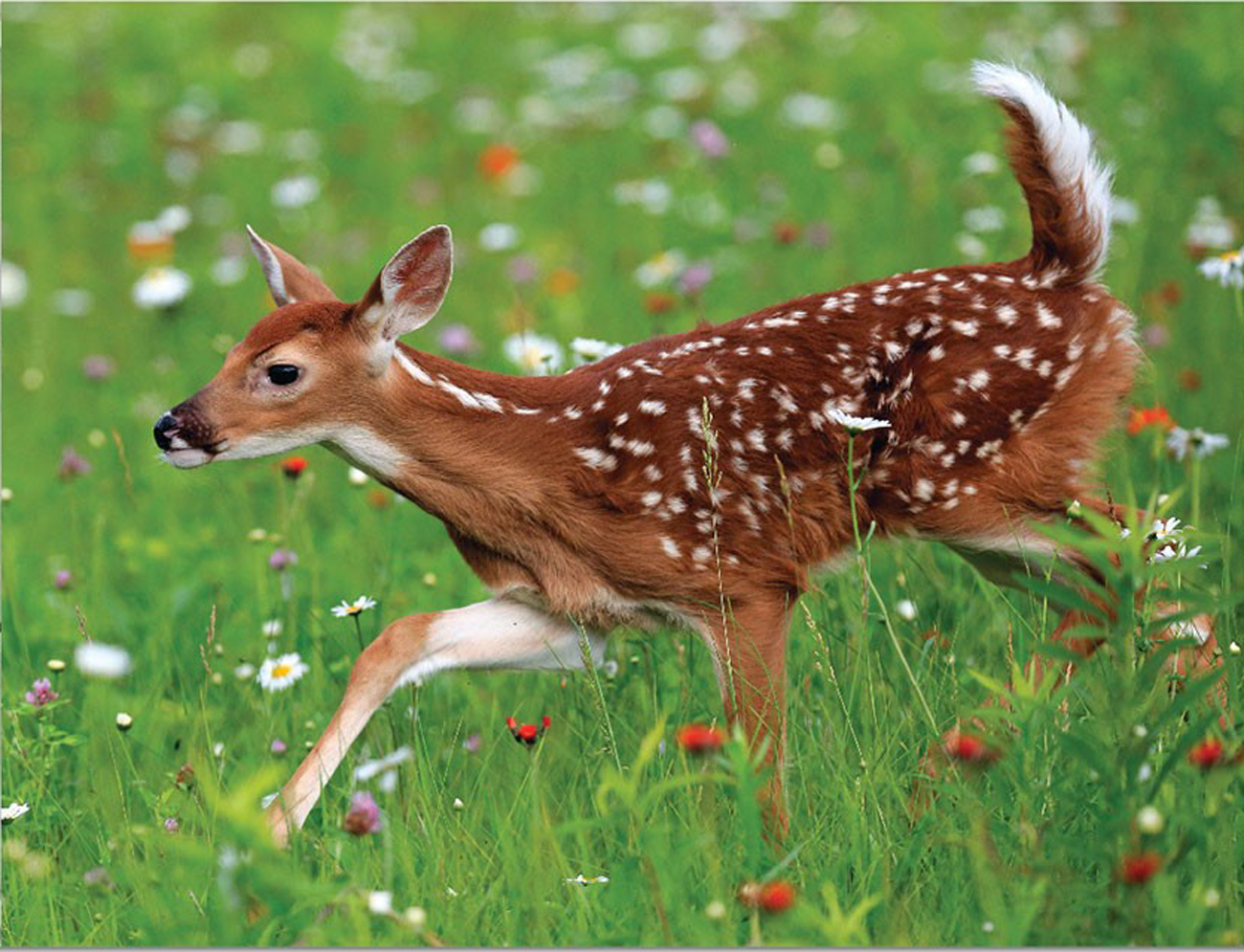White-tailed Deer MiniPix® Puzzle Forest Animal Miniature Puzzle
