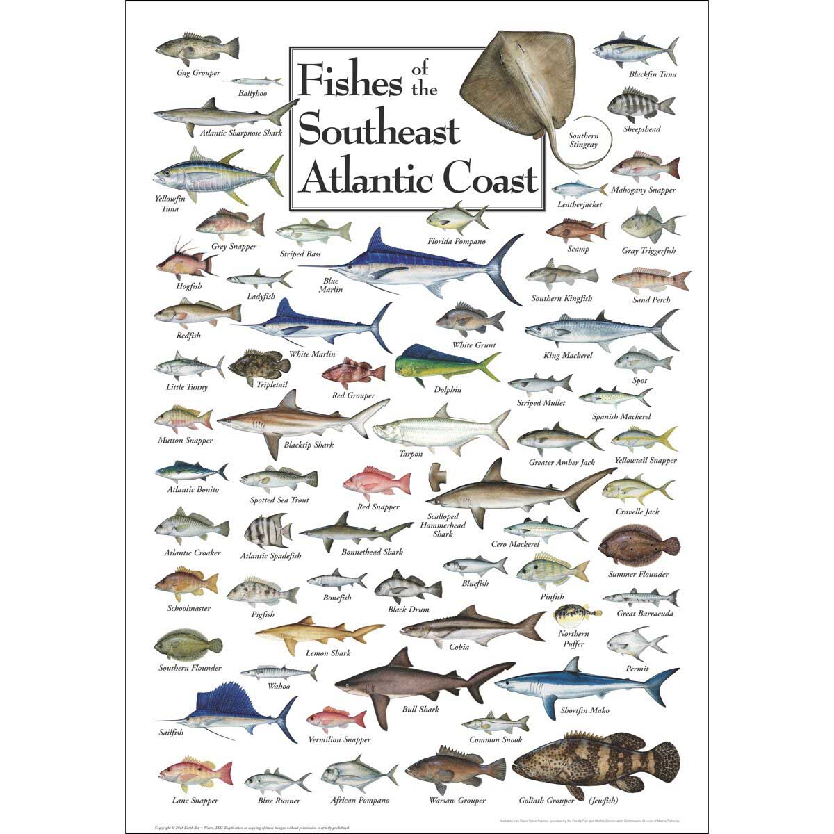 Fish of the South Atlantic Coast, 550 Pieces, Heritage Puzzles | Puzzle ...