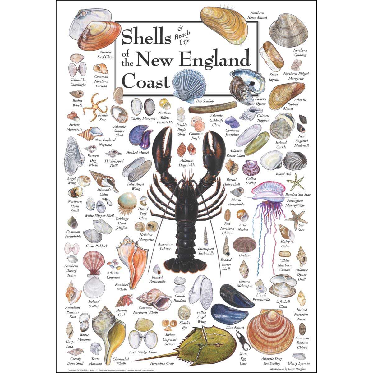 Shells of the New England Coast Sea Life Jigsaw Puzzle