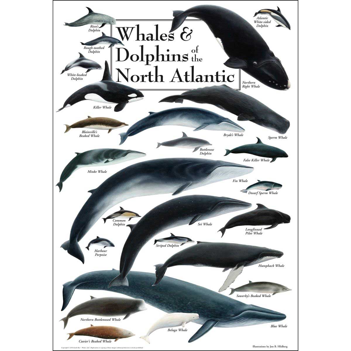 Whales & Dolphins of the North Atlantic Sea Life Jigsaw Puzzle