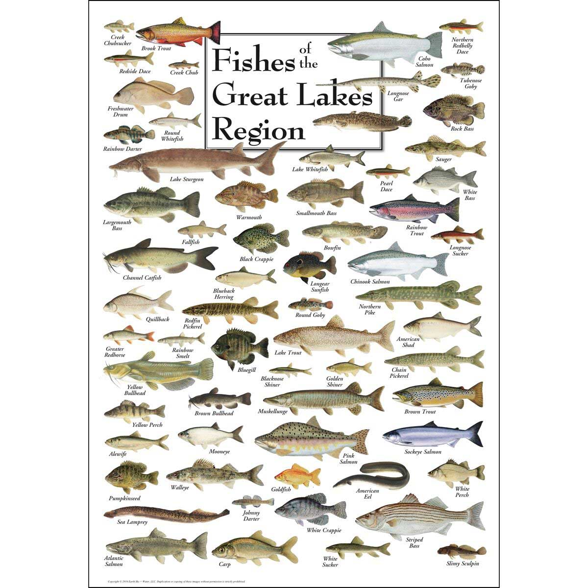 Плакат Пресноводные рыбы