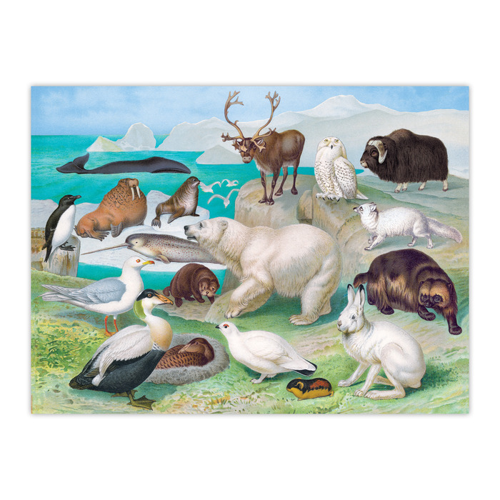 Beautiful World Arctic, 1000 Pieces, eeBoo | Puzzle Warehouse